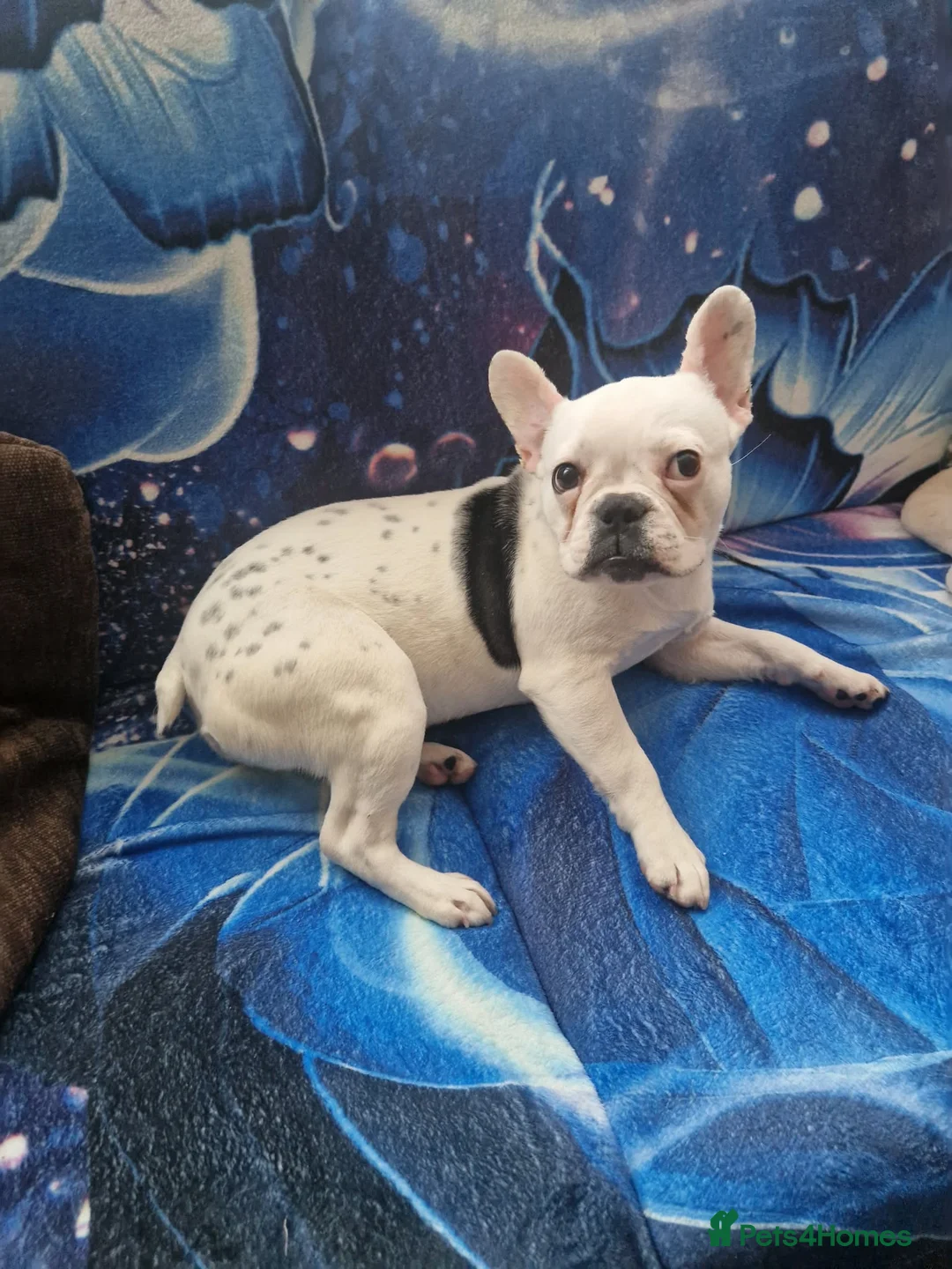 French Bulldog dogs for sale: Buldog francez - Advert 1