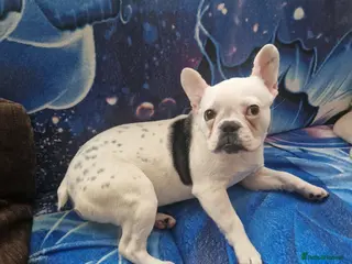 French Bulldog dogs Buldog francez - Advert 1