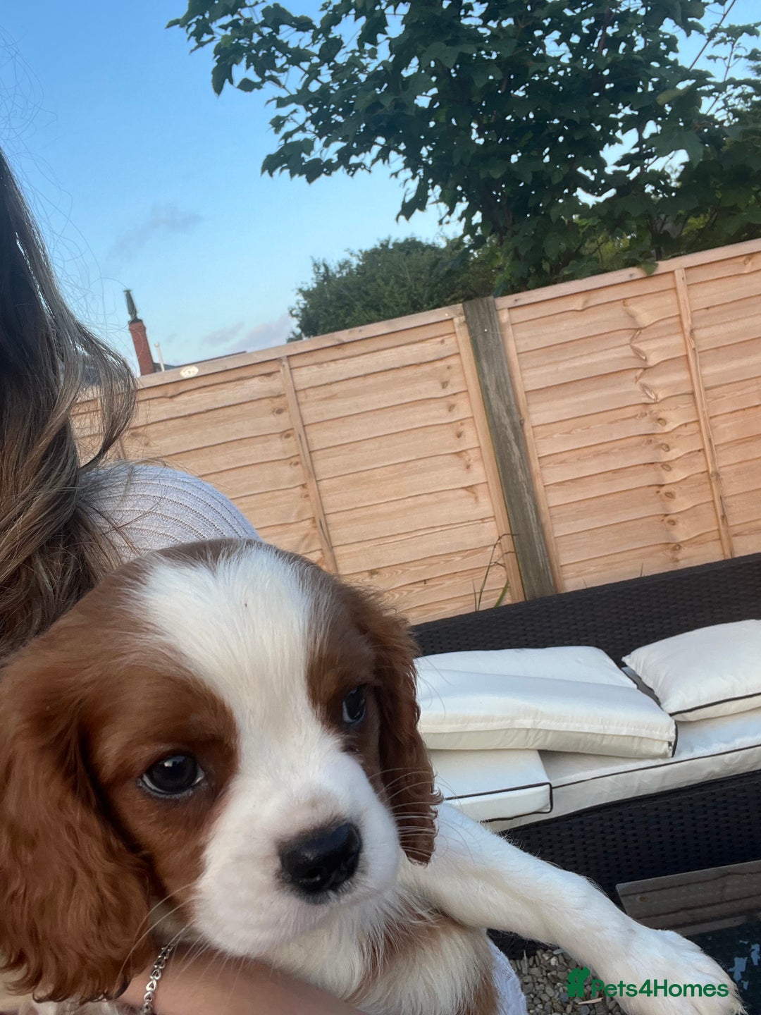 Cavalier King Charles Spaniel dogs for sale: Ready now, cavalier King Charles pups - Image 13