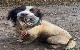 English Springer Spaniel dogs for sale: Lovely KC reg working spaniel  - Image 2