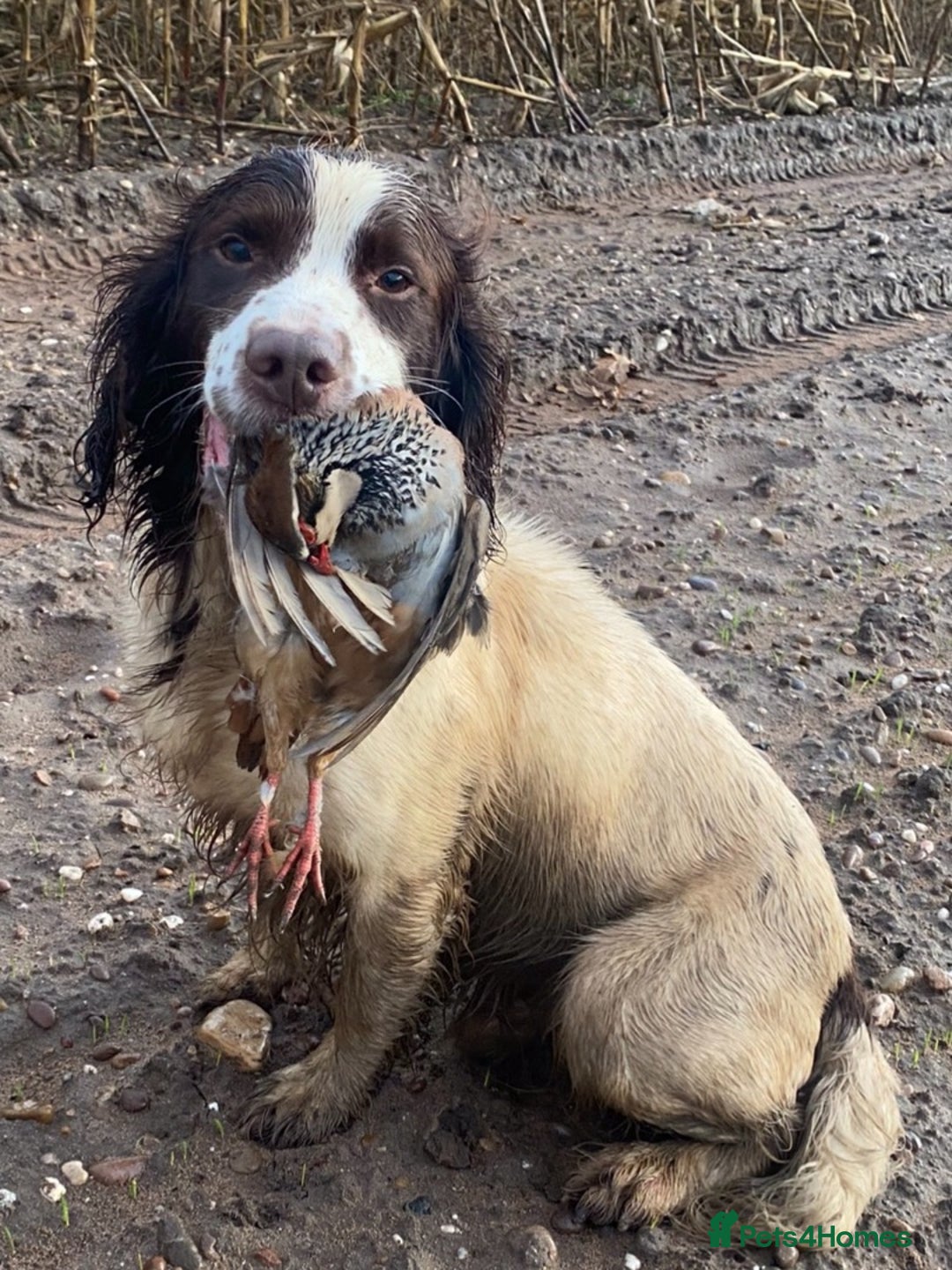 English Springer Spaniel dogs for sale: Lovely KC reg working spaniel  - Image 2
