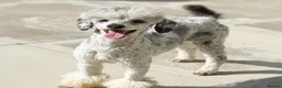 Cavapoo dogs for sale: 🐾 OUR BEAUTIFUL F1B CAVAPOO PUPPIES ARE HERE! 🐾 - Advert 9