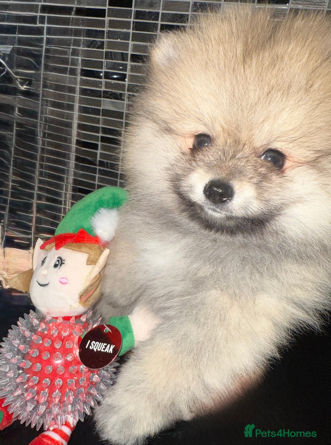 Pomeranian dogs for sale: ✨🐶Small Teddy Bear🧸 SKY🩵BLUE EYE 👀POMS🐶✨ - Advert 37