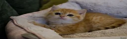 British Shorthair cats for sale: Stunning BSH Golden Boy TICA reg pedigree  - Advert 6