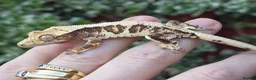 Gecko reptiles for sale: Crested geckos  - Advert 3