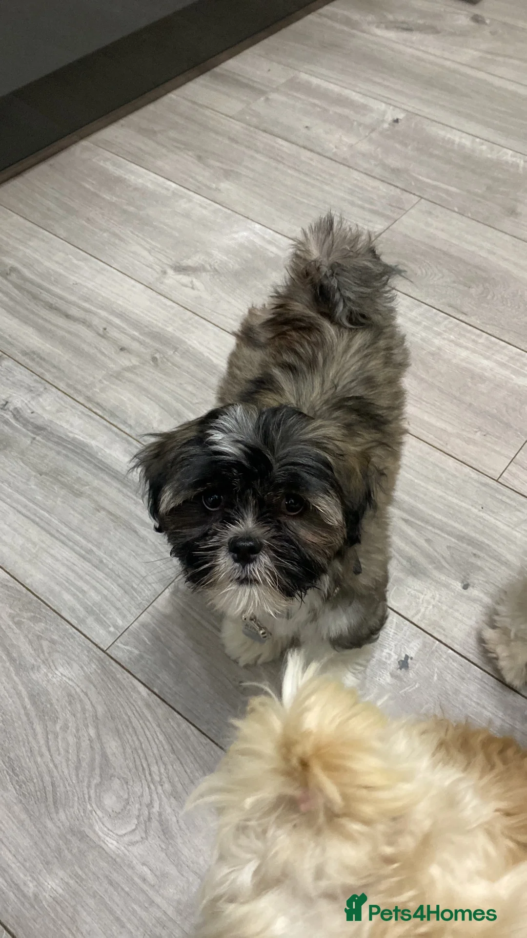 Lhasa Apso dogs for stud: Our pedigree boy Kinzo is available for stud - Advert 8