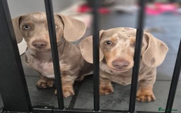Dachshund dogs for sale: Kc isabella dapples boys - Image 2