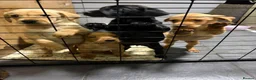 Labrador Retriever dogs for sale: Full Labrador Puppies   - Advert 13