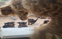 Yorkshire Terrier dogs for sale: Last female Yorkshire Terrier puppy left - Image 24