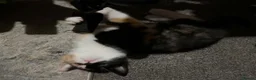 Mixed Breed cats for sale: One gorgeous kitten left  - Advert 3