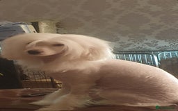 Chinese Crested dogs for stud: Mr stanley STUD ONLY KC REGISTERED  in Swindon - Image 13