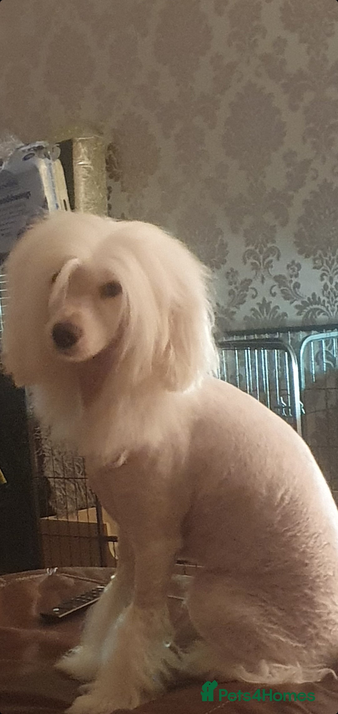 Chinese Crested dogs for stud: Mr stanley STUD ONLY KC REGISTERED  in Swindon - Image 13