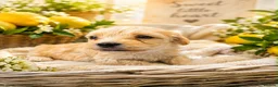 Maltipoo dogs for sale: Gorgeous maltipoo puppies  - Advert 4