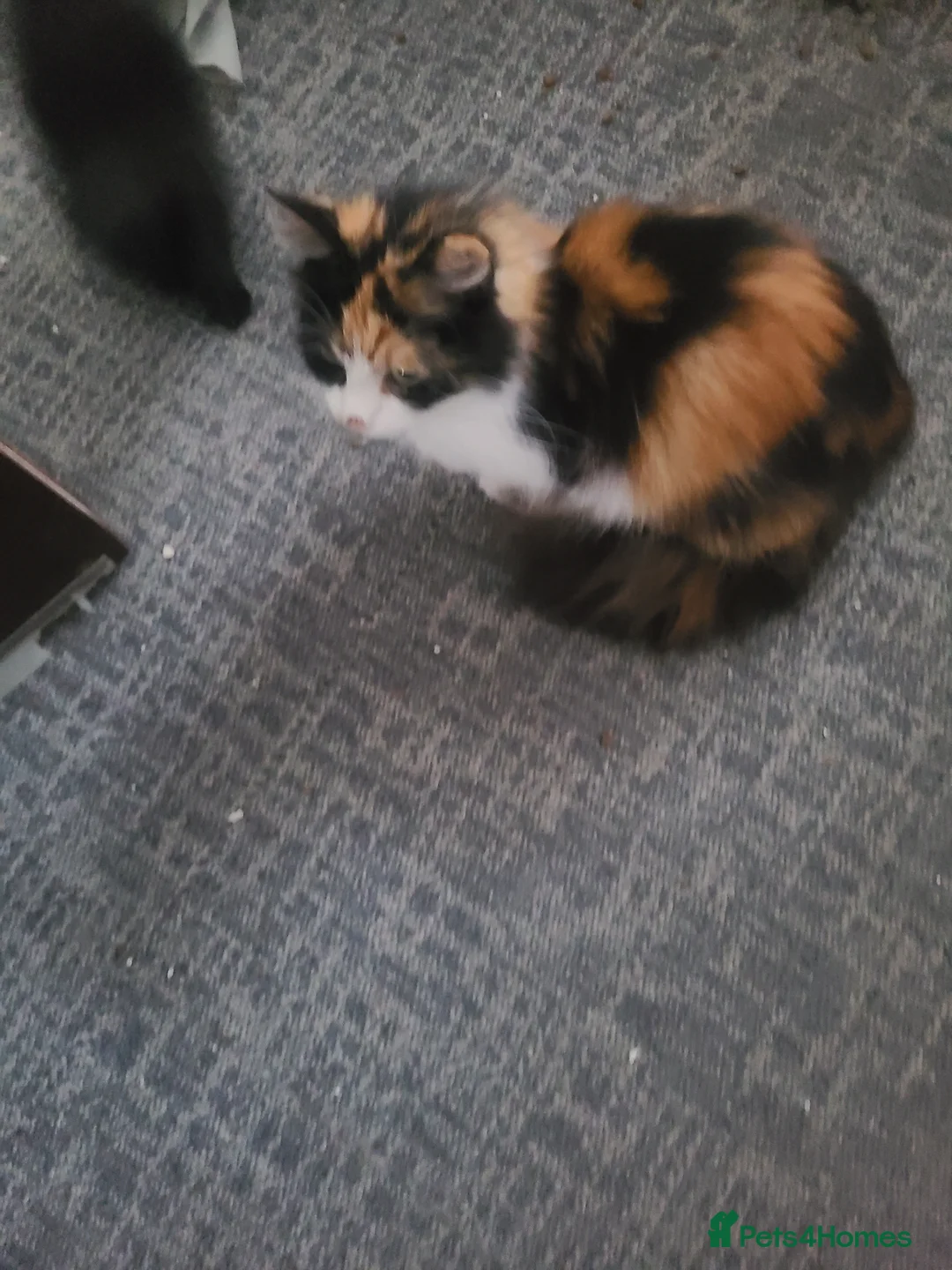 Mixed Breed cats for sale: Kittens  - Advert 6
