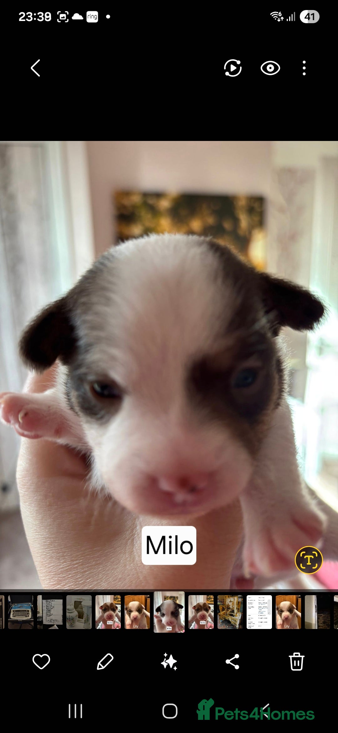 Mixed Breed dogs for sale: Beautiful Chihuahua x Jack Russell Puppies  - Advert 4