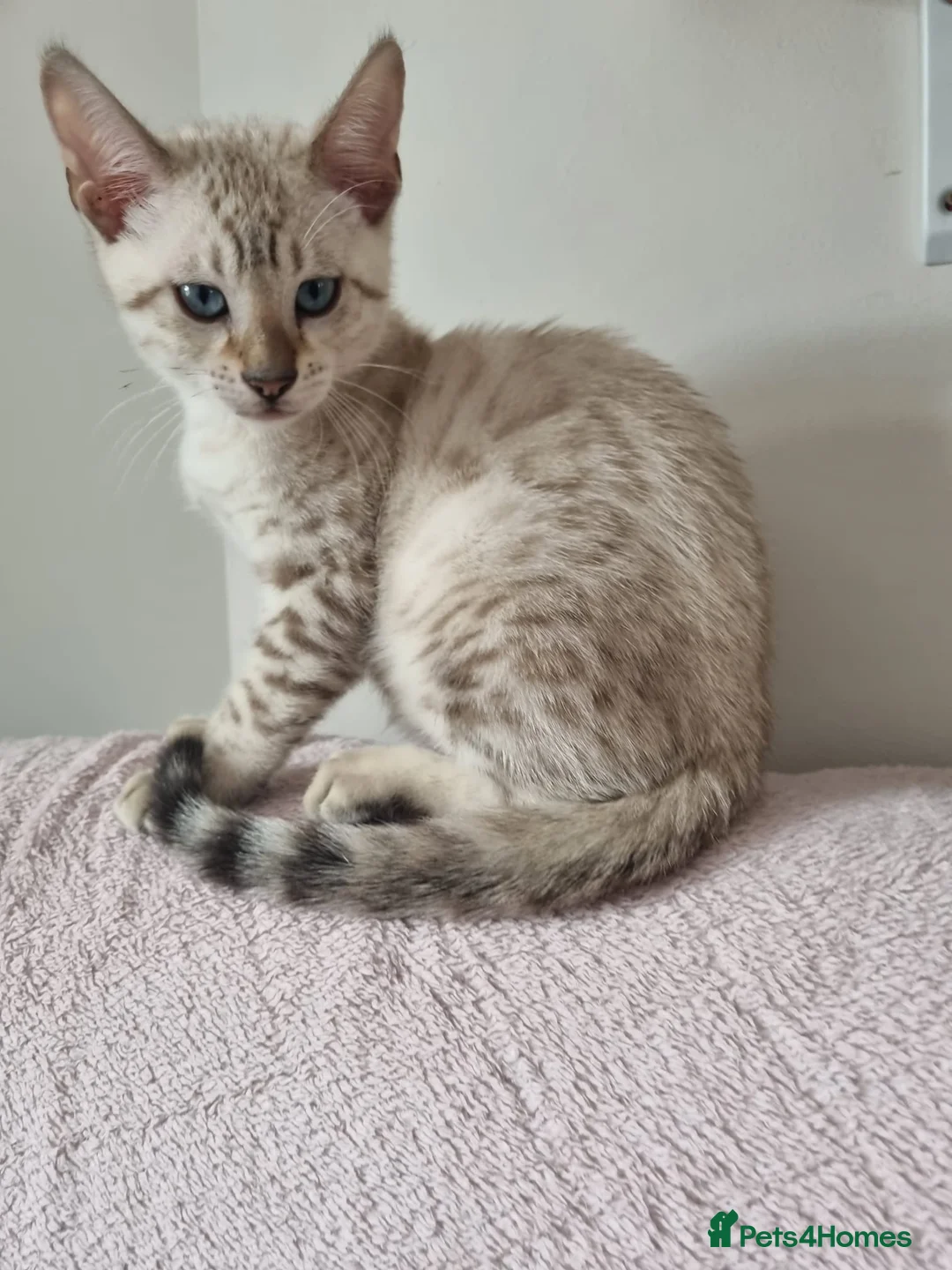 Bengal cats for sale: Pedigree Bengal kittens in West Drayton - Advert 16
