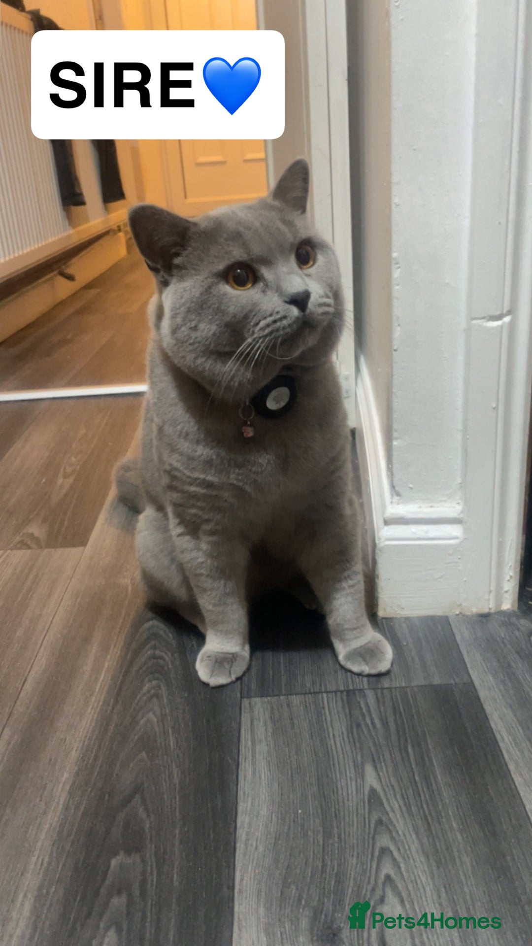 British Shorthair cats for sale: Beautiful British Short Hair Kittens - Image 4