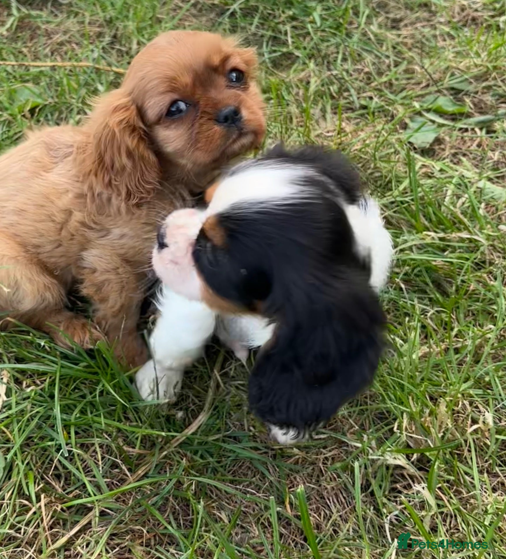 Cavalier King Charles Spaniel dogs Beautiful Cavalier Puppies Looking for Forever - Advert 1