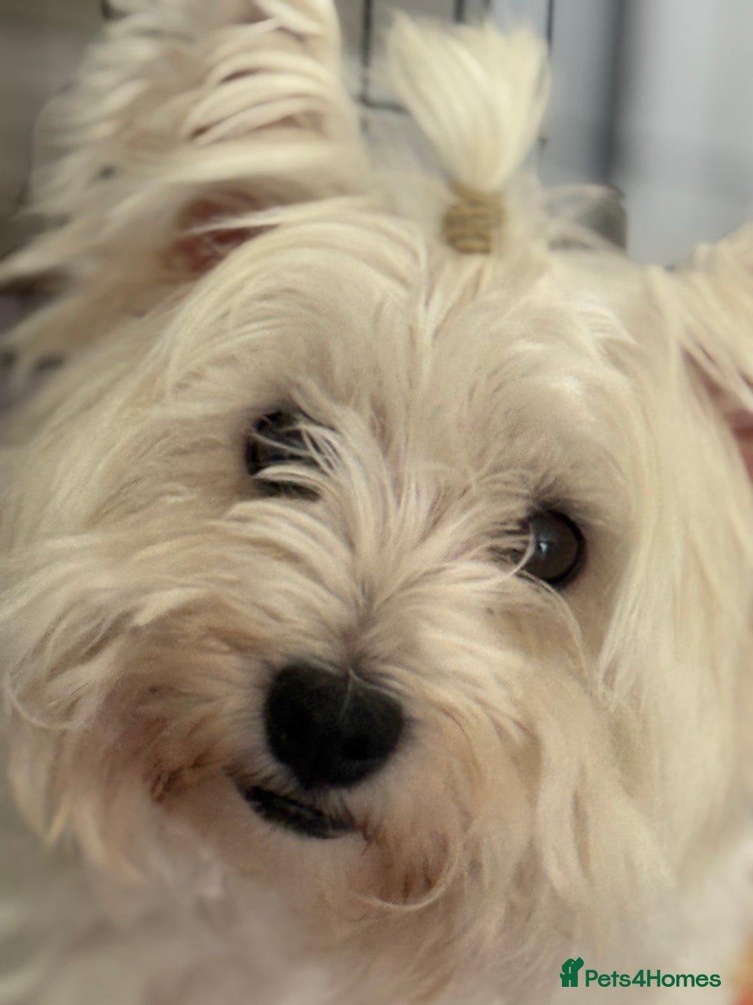 West Highland Terrier dogs for sale: KC West Highland Terrier - Image 2