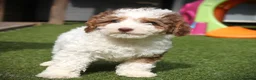 Cockapoo dogs for sale: F1b (Extra Curly) Cockapoos ✨ in Eastleigh - Advert 12