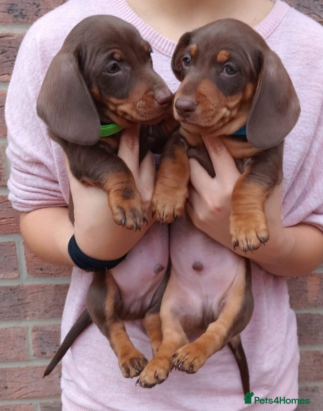 Dachshund dogs 2 Stunning Chunky Dachsund Male Puppies  - Advert 1
