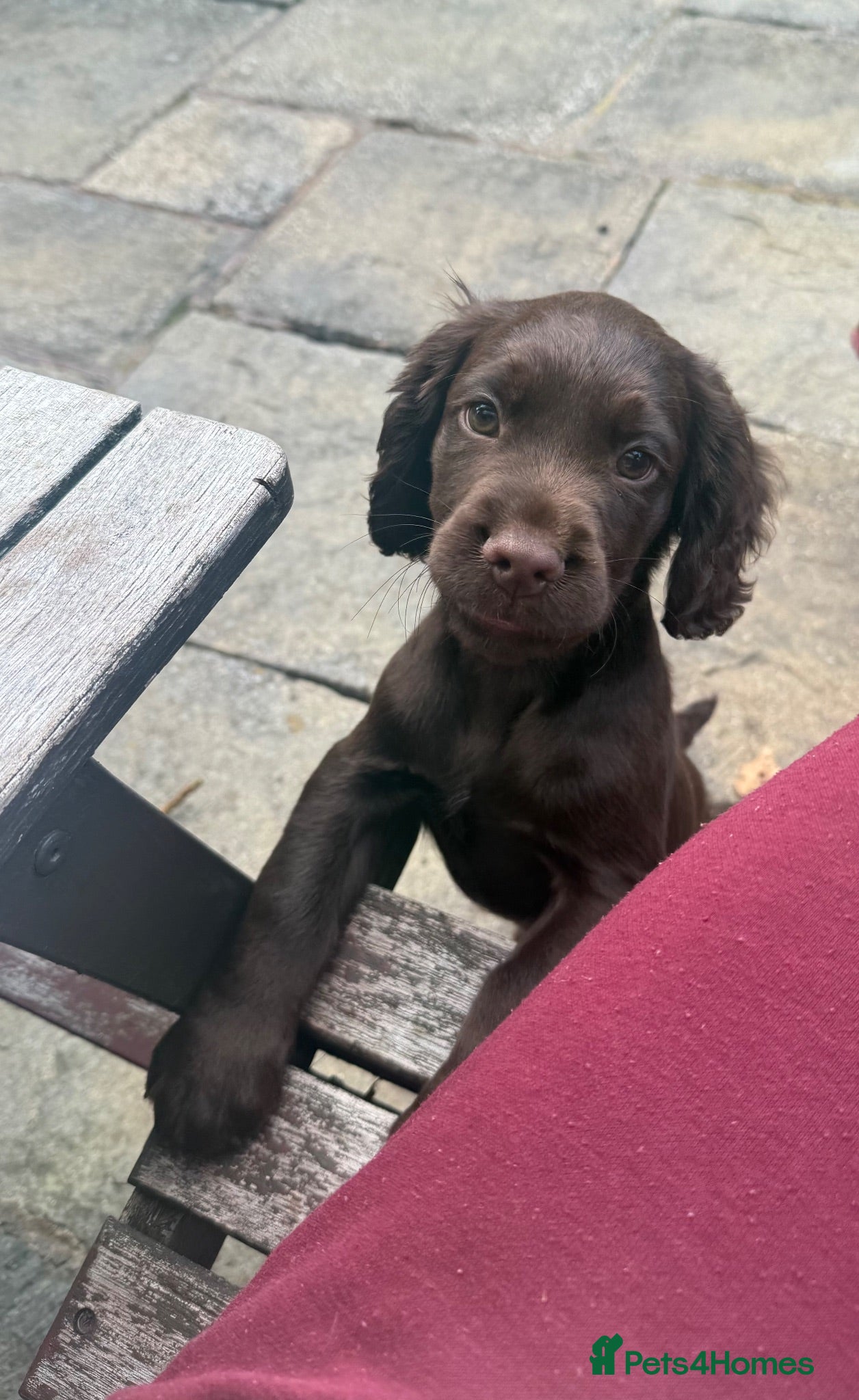 Cocker Spaniel dogs KC registered Cocker spaniel puppy - Advert 18