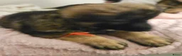 German Shepherd dogs for sale: Long haired German shepherd pups  - Advert 12