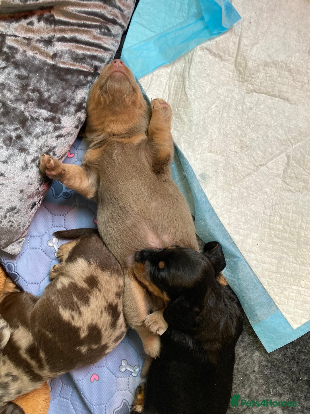 Dachshund dogs for sale: 2 miniature Dashhounds available  - Advert 13