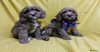 Cavapoo dogs - Advert 1