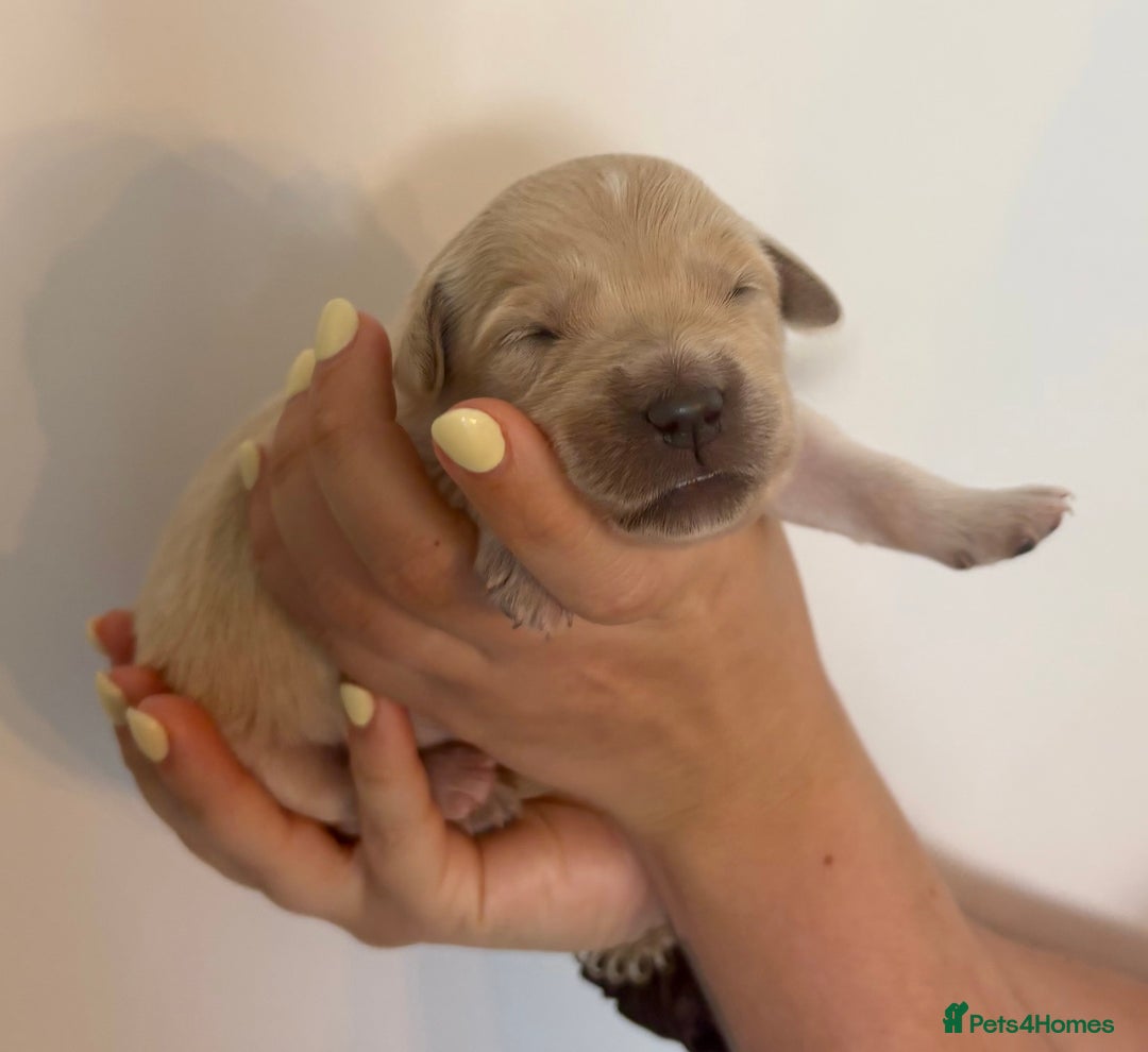 Golden Retriever dogs for sale: Outstanding, KC Champion Golden Retrievers 🐾🏆  in St. Neots - Image 24