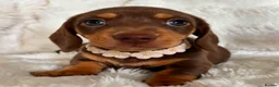 Miniature Dachshund dogs for sale: Miniature smooth coated Dacshund’s  - Advert 1