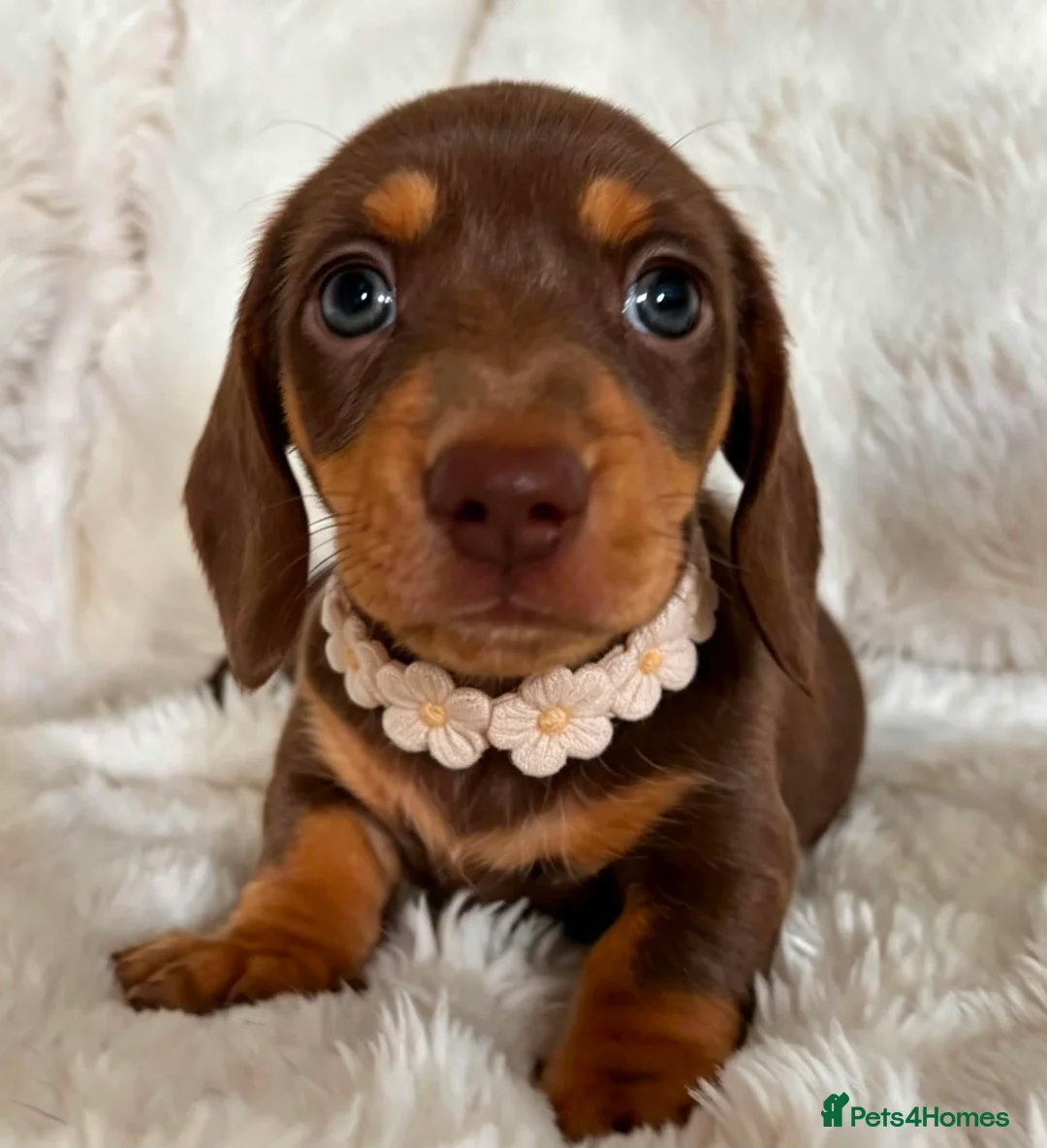 Miniature Dachshund dogs for sale: Miniature smooth coated Dacshund’s  - Advert 1