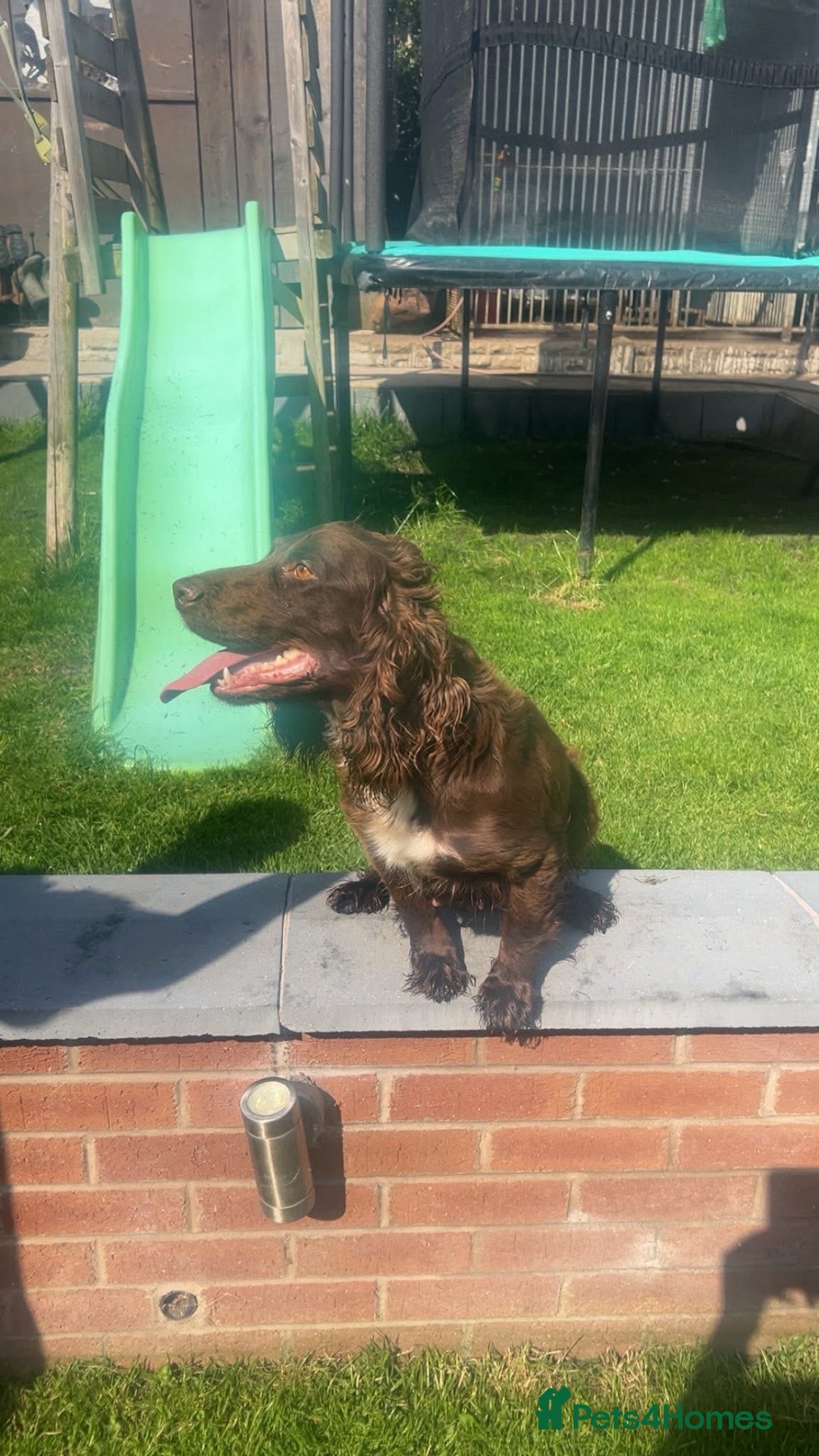 Cocker Spaniel dogs for sale: Worker cocker spaniel  - Image 6