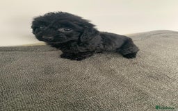 Cockapoo dogs for sale: Stunning black Cockapoo puppies for sale - Image 5