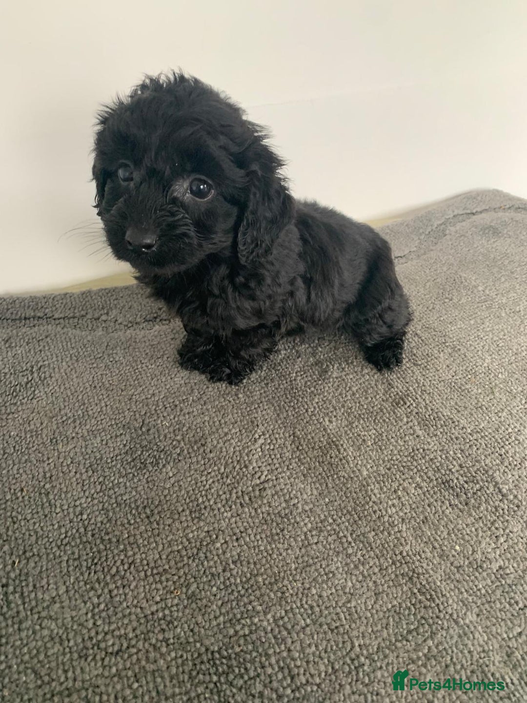 Cockapoo dogs for sale: Stunning black Cockapoo puppies for sale - Image 5