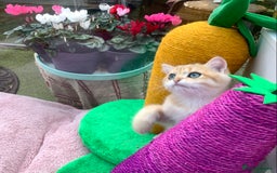 British Shorthair cats for sale:  **   ** : BSH Golden champion lines - Advert 39