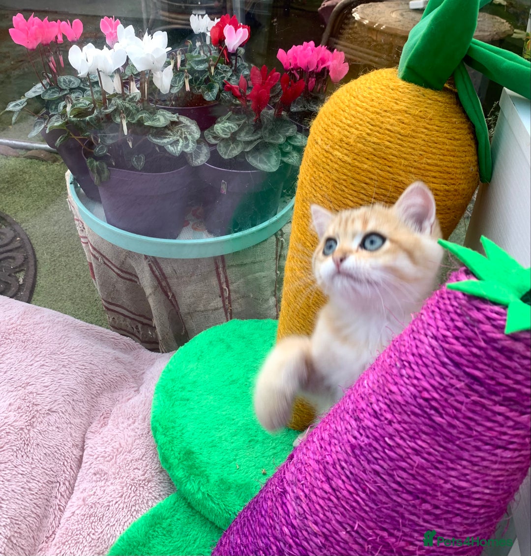 British Shorthair cats for sale:  **   ** : BSH Golden champion lines - Advert 39