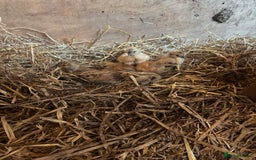 Chickens poultry for sale: Unsexed silkie chicks - Image 2