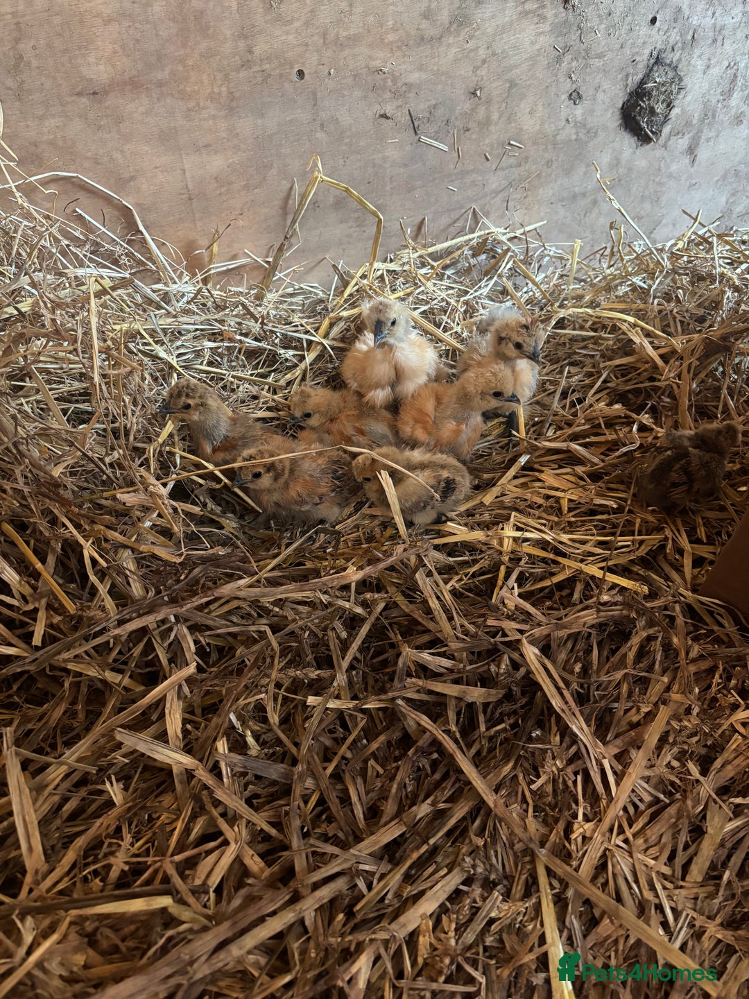 Chickens poultry for sale: Unsexed silkie chicks - Image 2