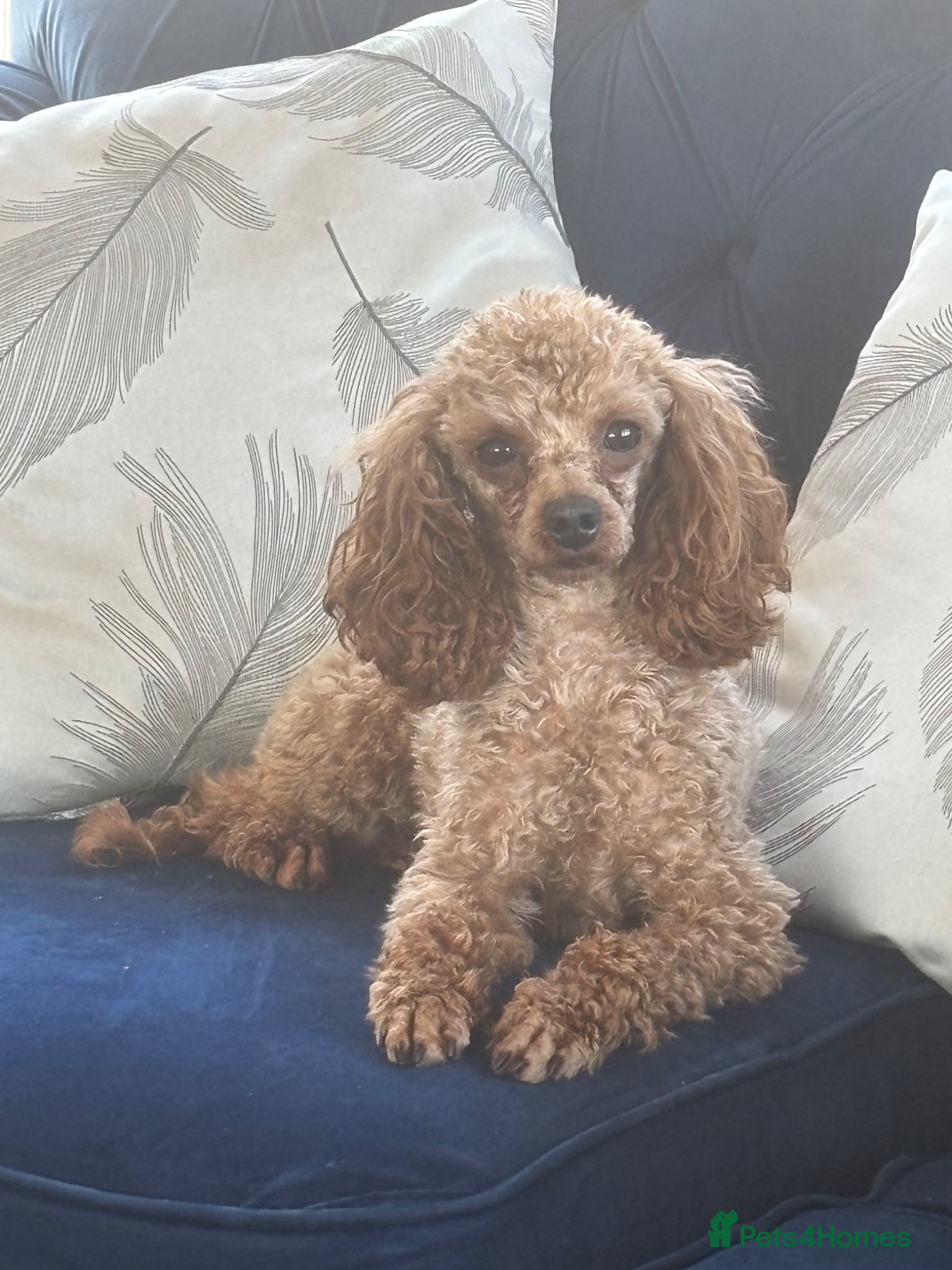 Toy Poodle dogs KC RED TOY POODLE STUD - Advert 1