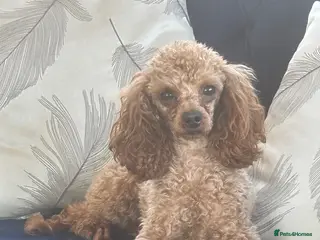 Toy Poodle dogs KC RED TOY POODLE STUD - Advert 1