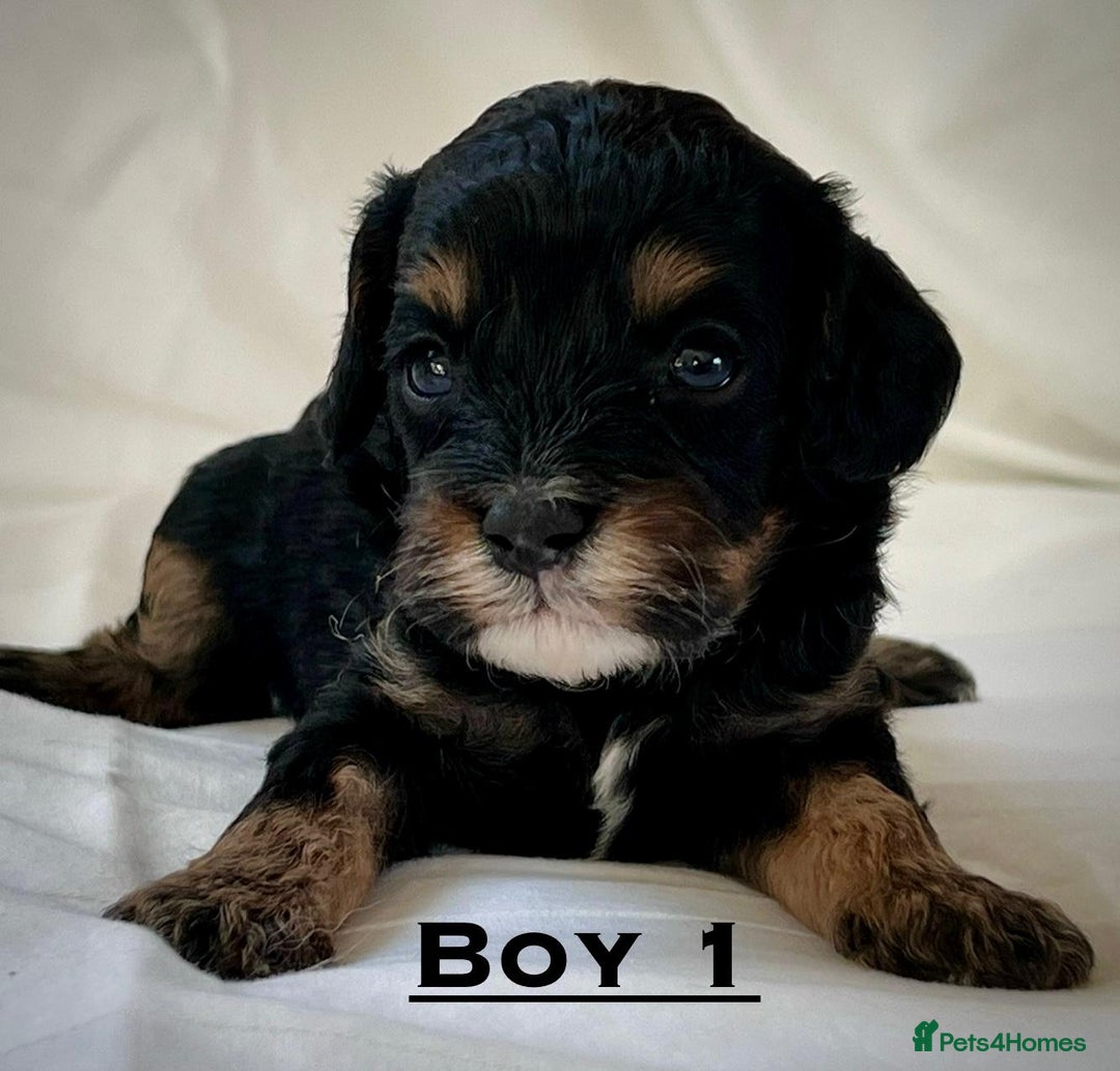 Cavapoo dogs for sale: Cavapoo puppies for sale health tested parents !! in Ashford - Image 2
