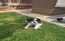 Cavalier King Charles Spaniel dogs for sale: Amazing King Charles Cavalier KC Reg Puppies - Image 8