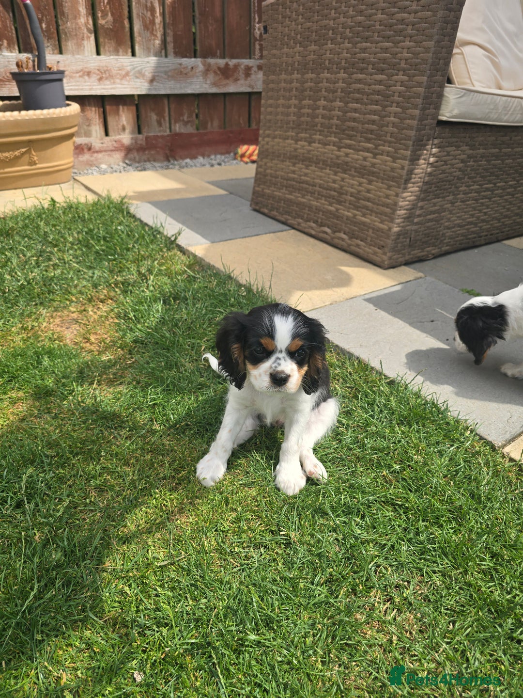 Cavalier King Charles Spaniel dogs for sale: Amazing King Charles Cavalier KC Reg Puppies - Image 8