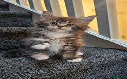 Maine Coon cats for sale: Tica registered maine coon kitten - Image 2
