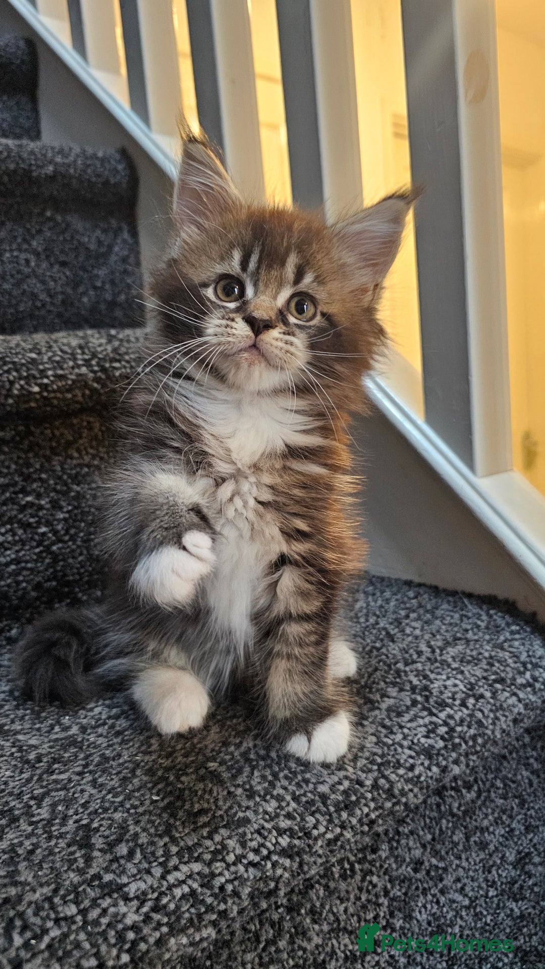 Maine Coon cats for sale: Tica registered maine coon kitten - Image 2