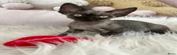 Devon Rex cats for sale:  Affectionate kittens - Advert 5