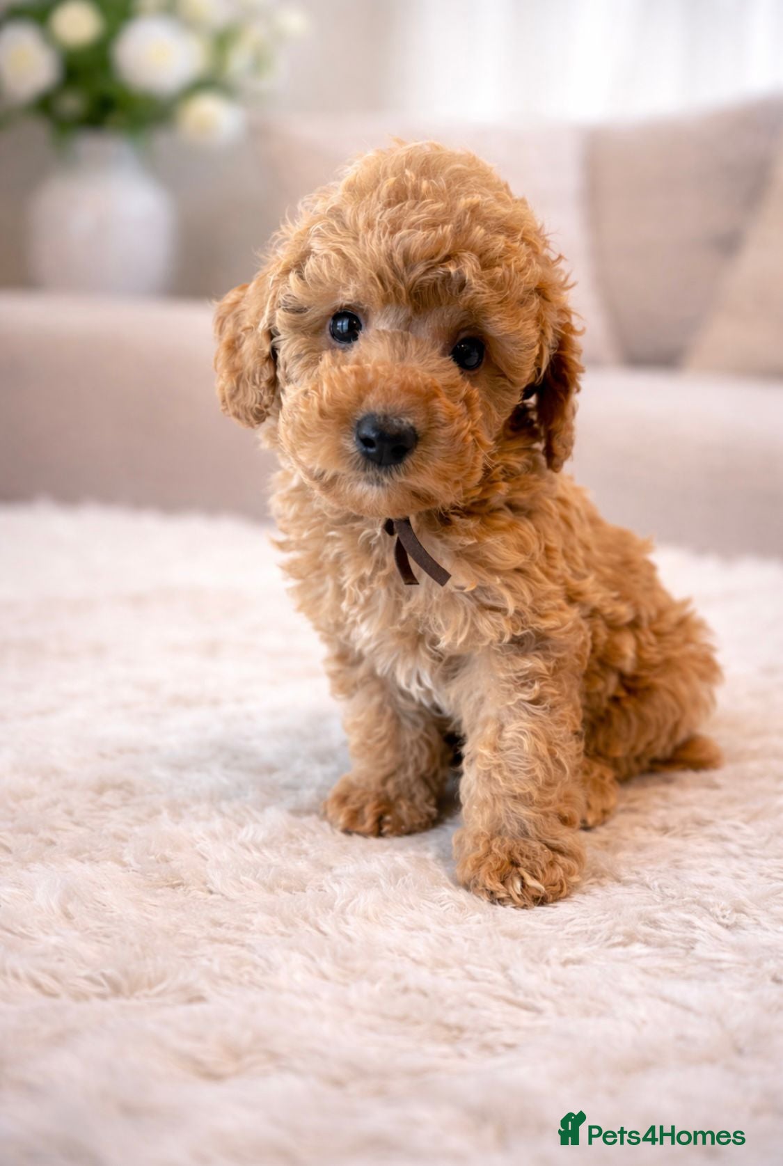 Toy Poodle dogs 🐾 Gorgeous Toy Poodle available REDUCED PRICE 🐾 - Advert 8