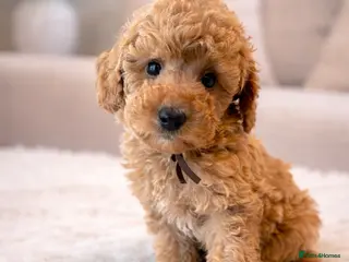 Toy Poodle dogs 🐾 Gorgeous Toy Poodle available REDUCED PRICE 🐾 - Advert 8