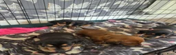 Miniature Dachshund dogs for sale: Minature Dachshund  - Advert 5